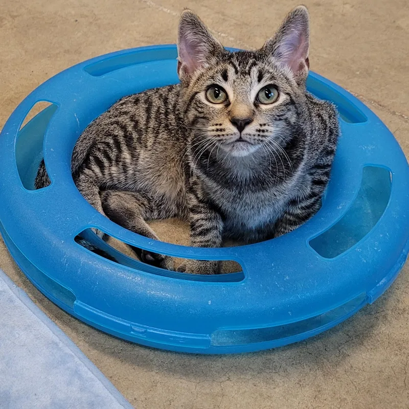A young medium-sized male Black Domestic Short Hair cat named Falafel & Pita for adoption in Eugene, OR