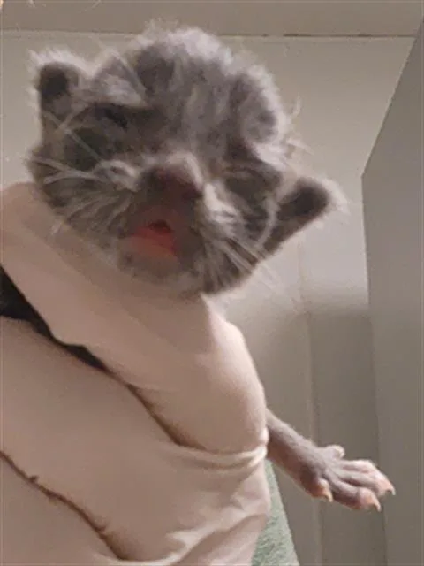 A baby small-sized female Domestic Short Hair cat named Sweetie for adoption in Bakersfield, CA