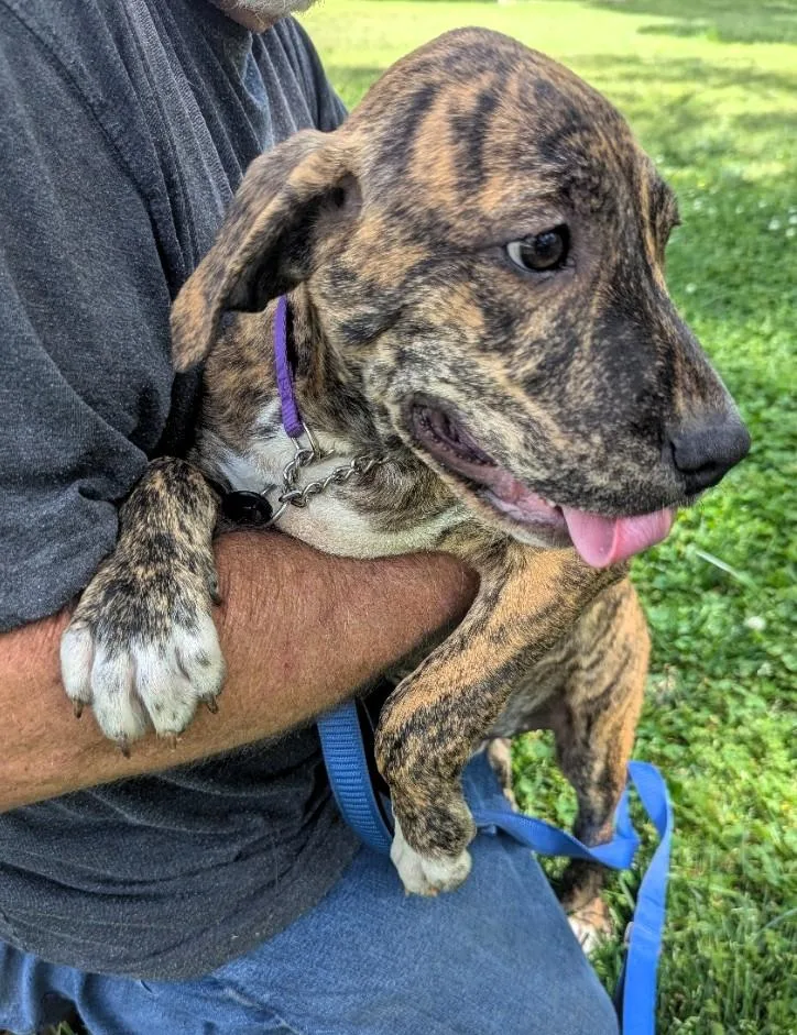 A baby large-sized male Brindle Hound dog named Cliff for adoption in Milner, GA