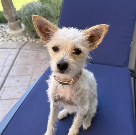 A young small-sized female Chihuahua dog named Daisy for adoption in Santa Rosa, CA