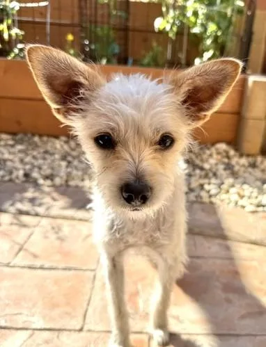 Daisy thumbnail 4