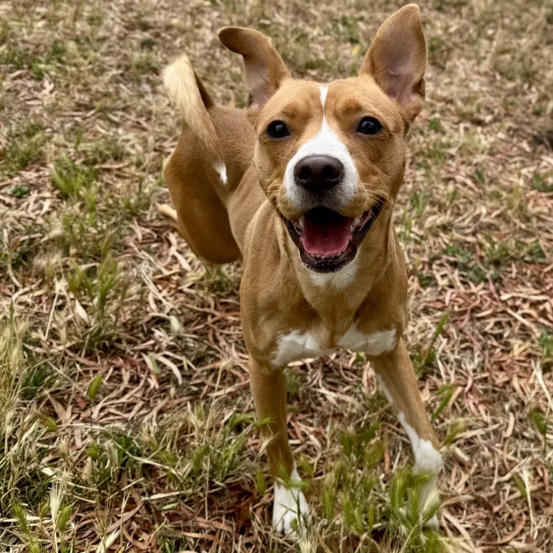 A young small-sized female Basenji dog named Brandie for adoption in Oakland, CA