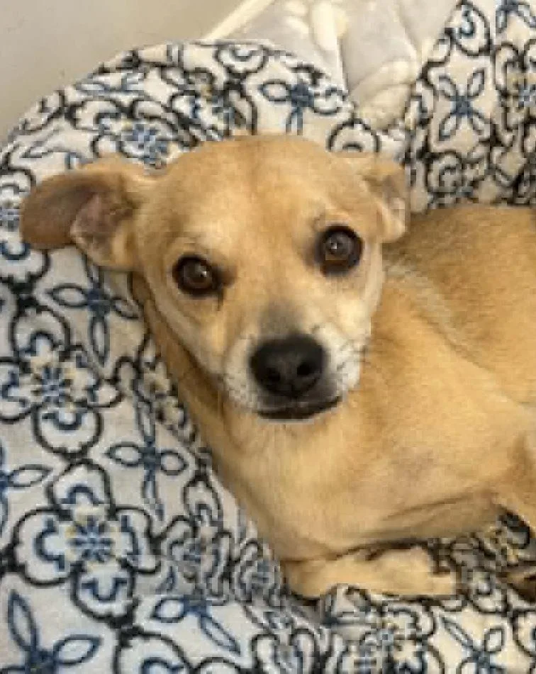 An adult small-sized male Brown / Chocolate Chihuahua dog named Bolt for adoption in WARNER ROBINS, GA