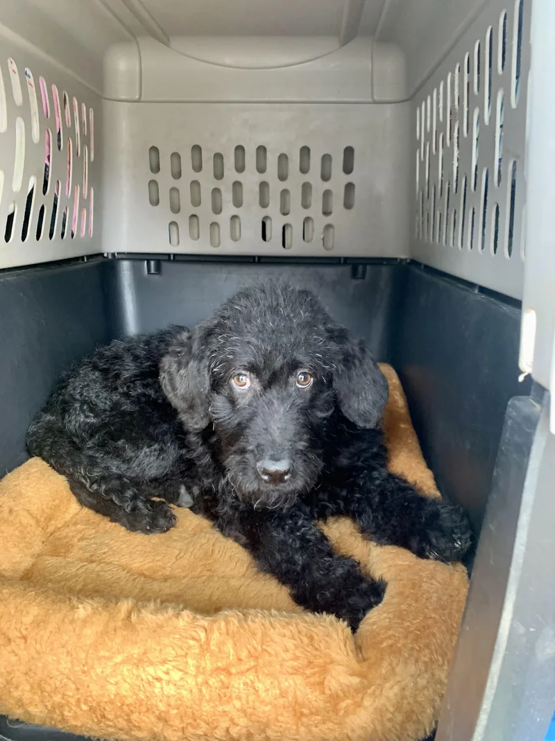A baby medium-sized male Labradoodle dog named Black Goose for adoption in Richmond, VA