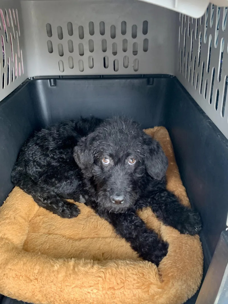 Black Goose thumbnail 2