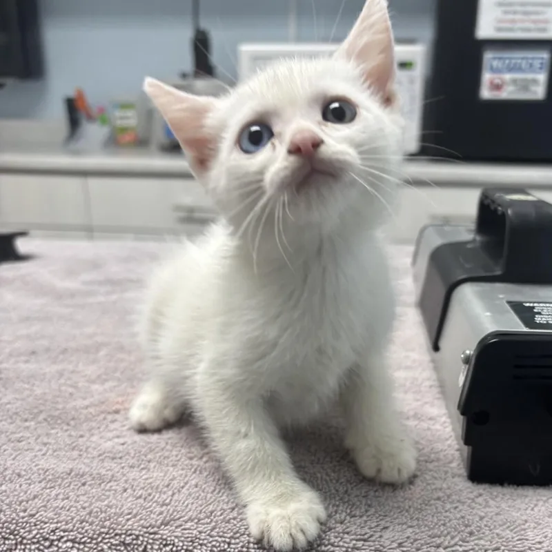 A baby small-sized female White Domestic Short Hair cat named Huckleberry for adoption in Riverside, CA