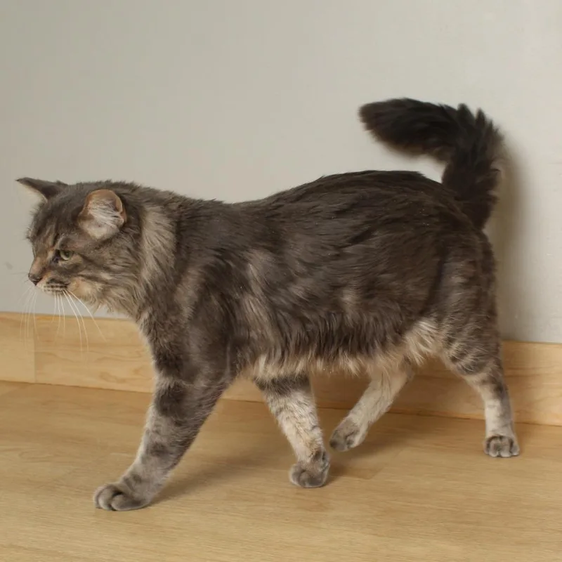 An adult medium-sized male Gray / Blue / Silver Maine Coon cat named Callaway C for adoption in Minnetonka, MN