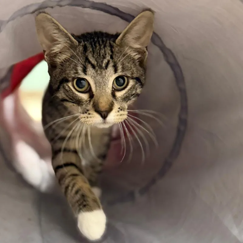 A baby small-sized male Gray / Blue / Silver Domestic Short Hair cat named Bali for adoption in Pittsford, VT