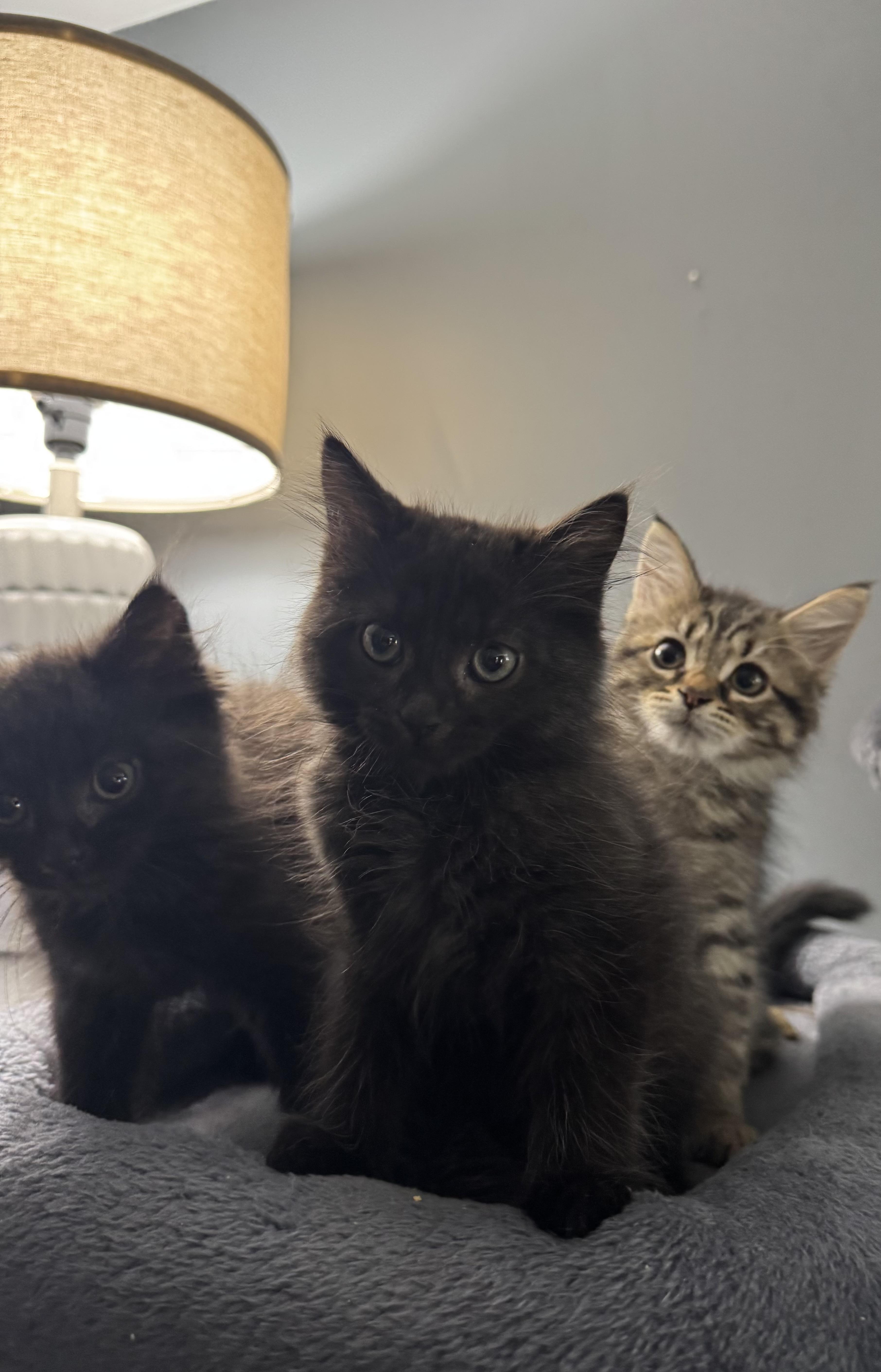 A young medium-sized male Domestic Long Hair cat named Mongo for adoption in Baltimore, MD