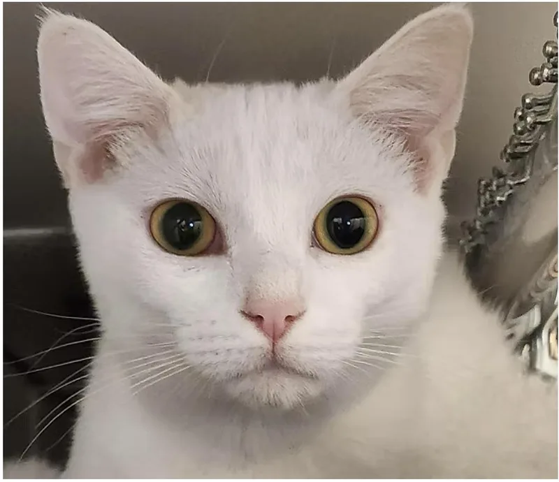 A young medium-sized female Domestic Short Hair cat named Elsa for adoption in Clayton, NC