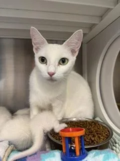 An adult small-sized female Domestic Short Hair cat named Angel for adoption in Roseville, CA