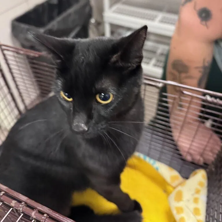 A young medium-sized female Black Domestic Short Hair cat named Mabel for adoption in Chicago, IL