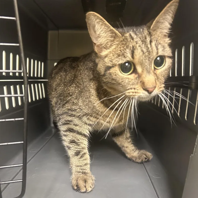A young medium-sized female Brown / Chocolate Domestic Short Hair cat named Melanie for adoption in Charlottesville, VA