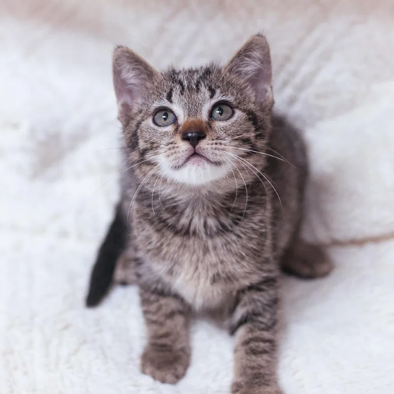 A young small-sized male Domestic Short Hair cat named Demi for adoption in Ponte Vedra, FL