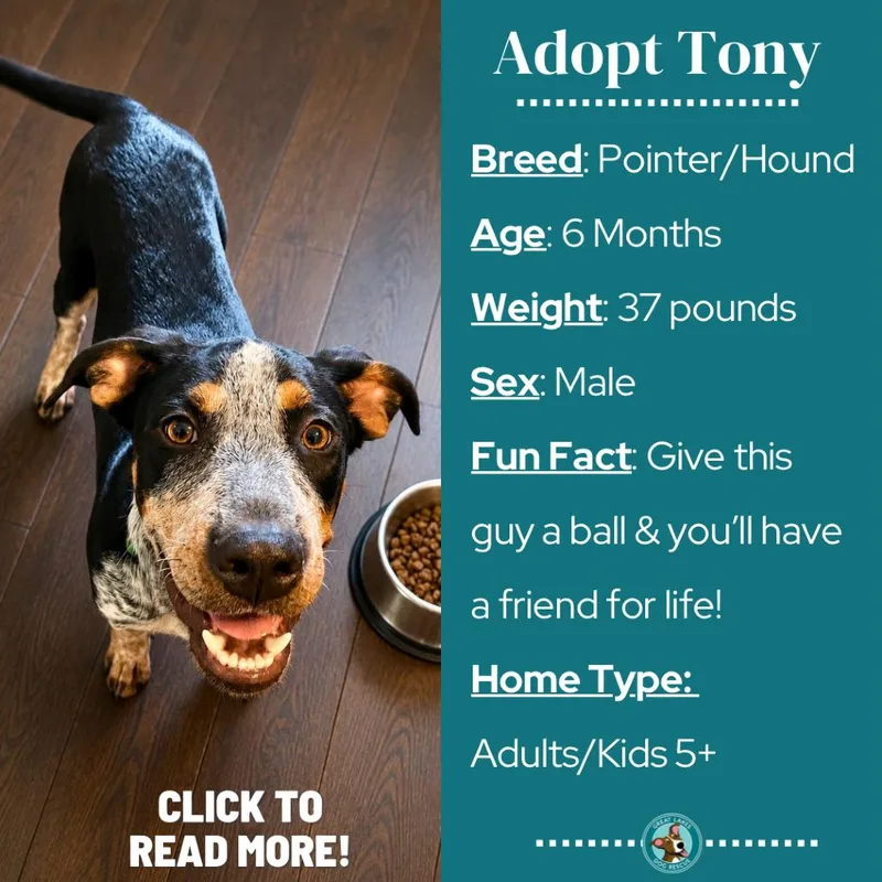 A baby medium-sized male Black Pointer dog named Tony for adoption in Metamora, MI