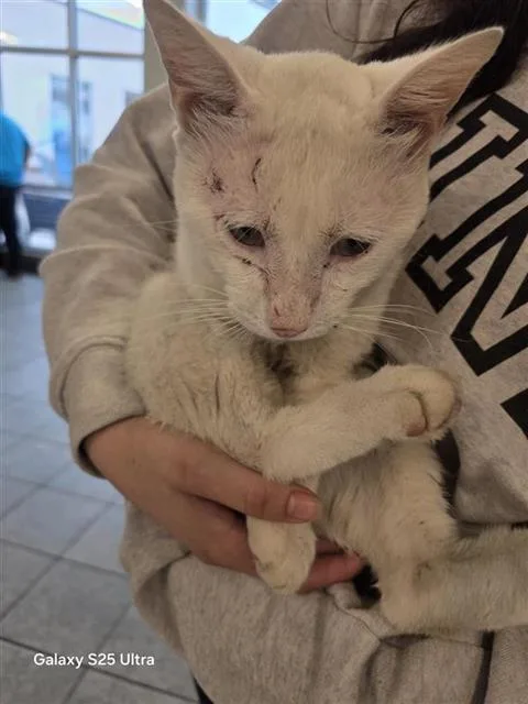 An adult small-sized male Domestic Short Hair cat named Trevor for adoption in San Antonio, TX