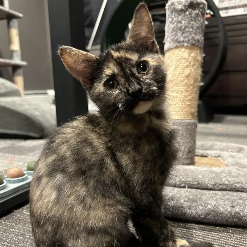 Rosie Posie