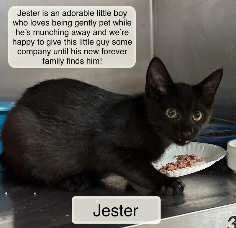 A baby small-sized male Domestic Short Hair cat named Jester for adoption in Ellicott City, MD
