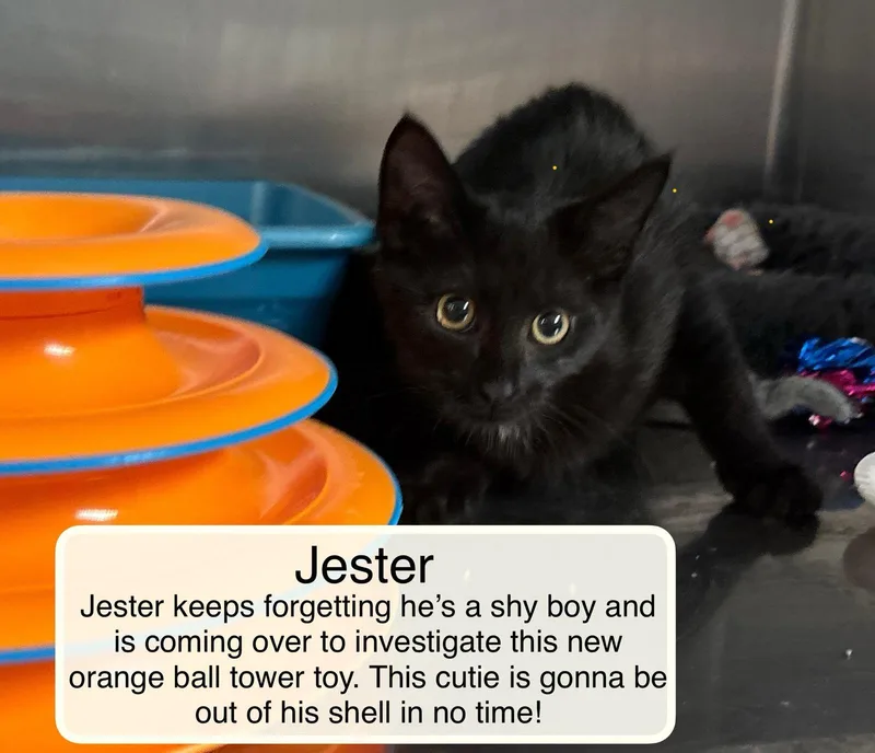 Jester thumbnail 2