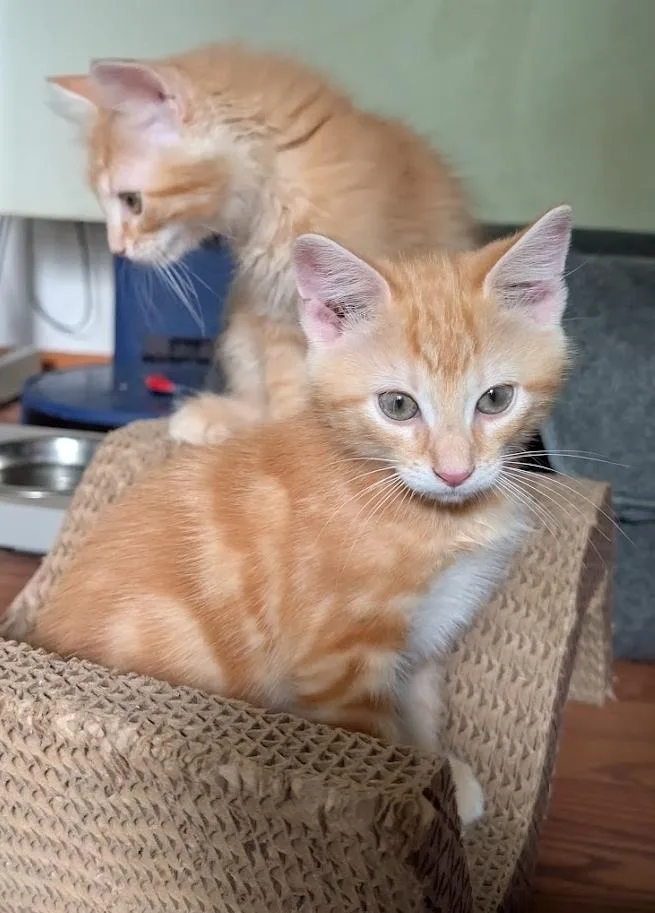 A baby medium-sized male Orange / Red Domestic Short Hair cat named Zeke for adoption in Granite Falls, NC