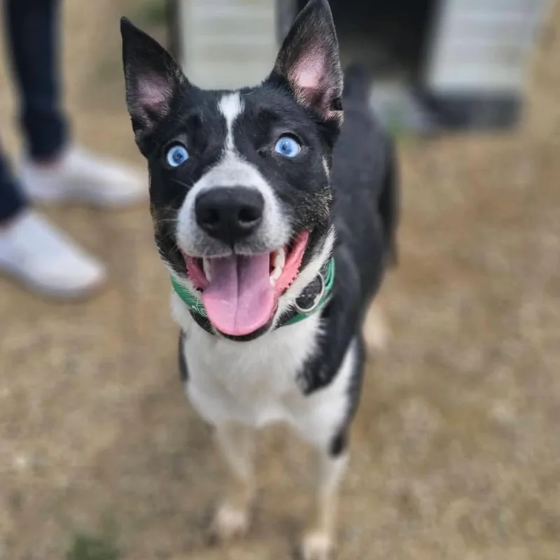 A young medium-sized female Mixed Breed dog named Renee for adoption in Warren, OH