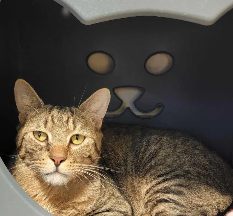 An adult medium-sized male Tabby (Buff / Tan / Fawn) American Shorthair cat named Little tiger for adoption in Pueblo, CO