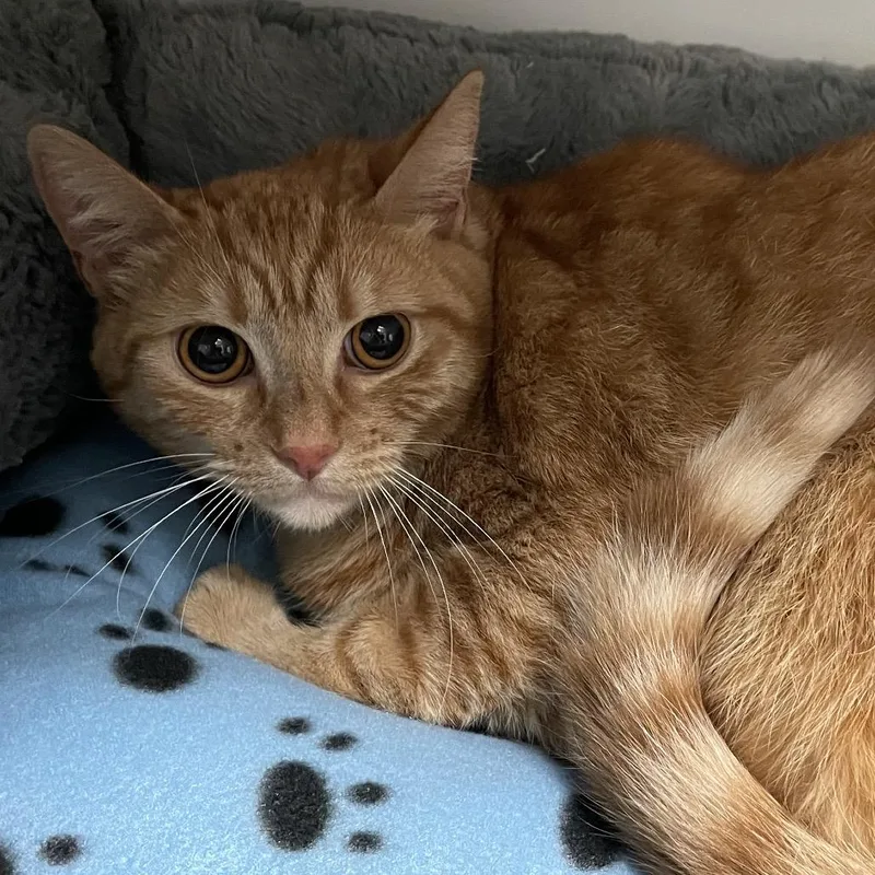 A young large-sized female Orange / Red Domestic Short Hair cat named Mango for adoption in Hawthorne, CA