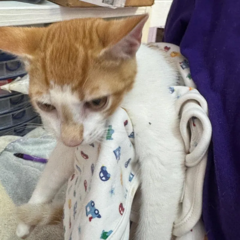 A baby medium-sized male Domestic Short Hair cat named Taz for adoption in Blairsville, GA