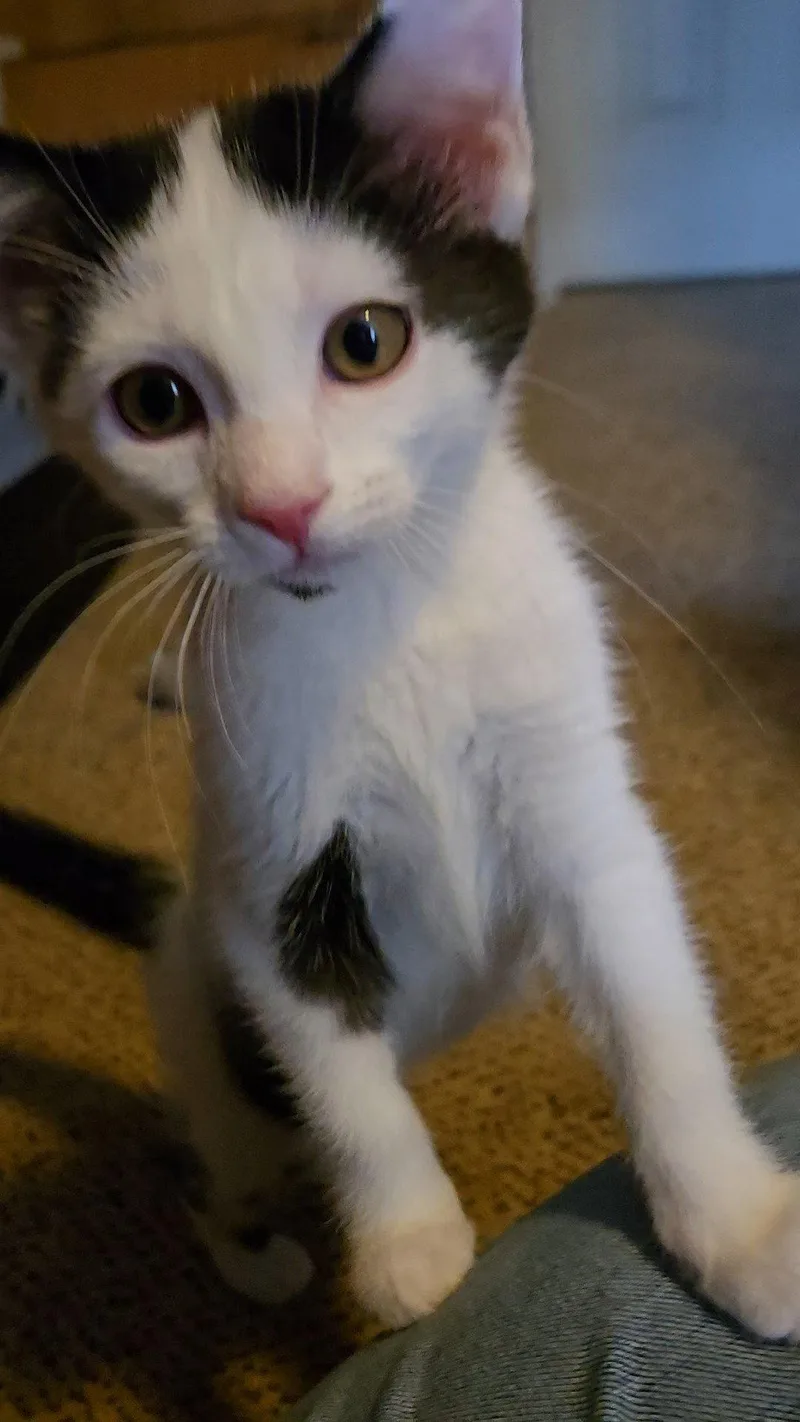 A baby medium-sized female Domestic Short Hair cat named Angel  Jenkintown Ps for adoption in Greenville, DE