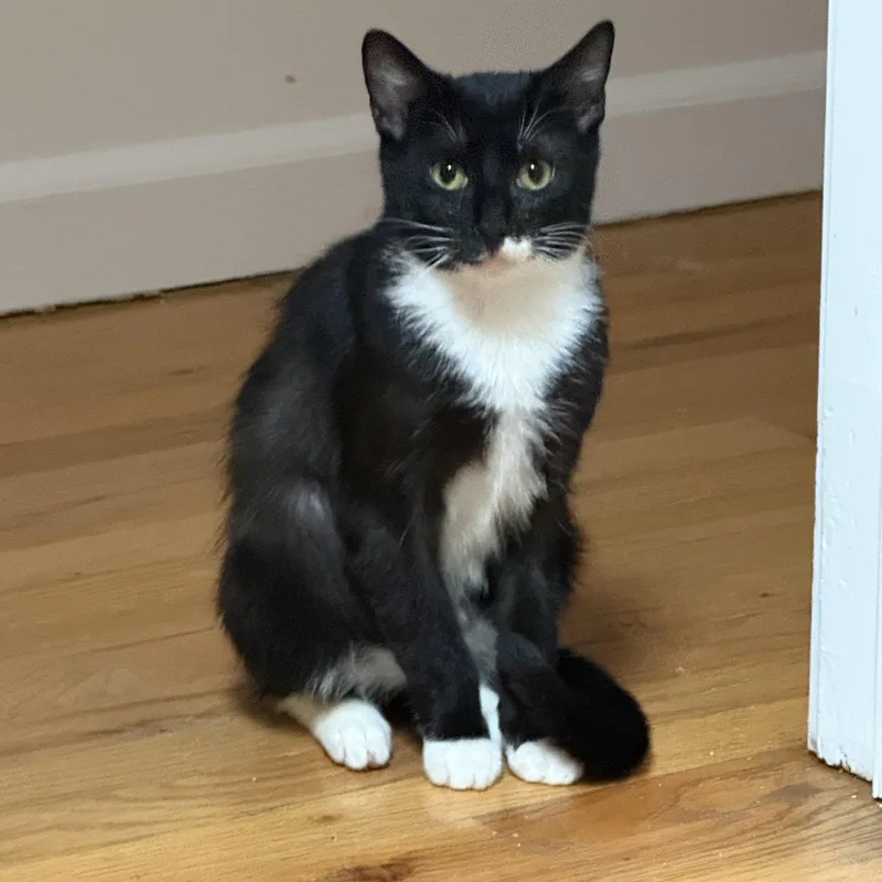 A baby medium-sized female Black & White / Tuxedo Domestic Short Hair cat named Zuzu for adoption in Bayside, NY