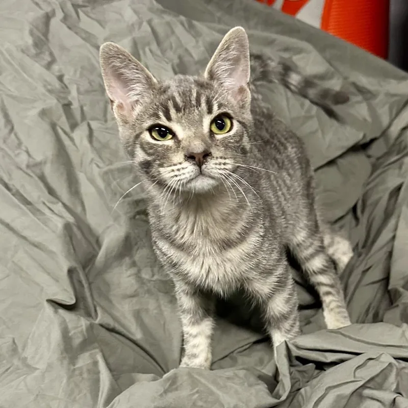 A young small-sized male Gray / Blue / Silver Domestic Short Hair cat named Francis for adoption in Los Angeles, CA