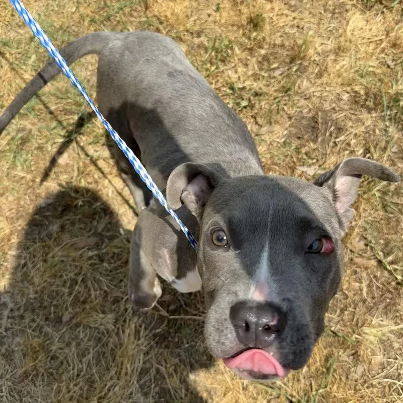 A baby medium-sized male Gray / Blue / Silver Pit Bull Terrier dog named Axel for adoption in Columbia, SC