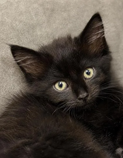 A baby small-sized male Domestic Short Hair cat named Soot Sprite for adoption in Cumming, GA