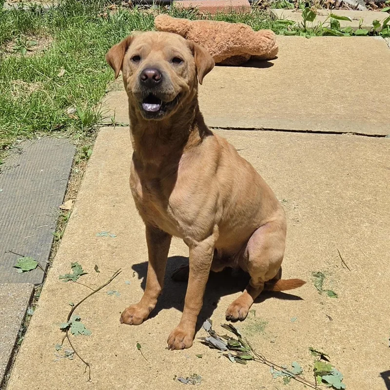 Samson