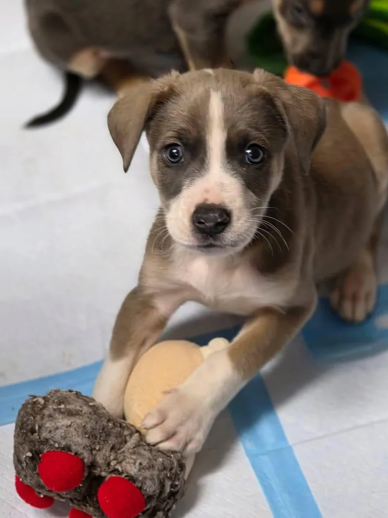 A baby medium-sized male Apricot / Beige Pit Bull Terrier dog named Mercury for adoption in Orland Park, IL