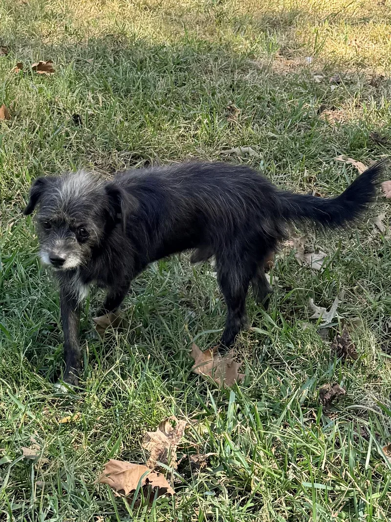 An adult small-sized male Terrier dog named Tuffy for adoption in Baker, LA