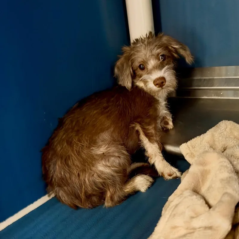 A young small-sized male Brown / Chocolate Terrier dog named Dandy for adoption in Yuma, AZ