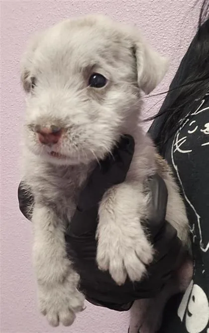 A baby medium-sized male Black Mixed Breed dog named 61286961 for adoption in El Paso, TX
