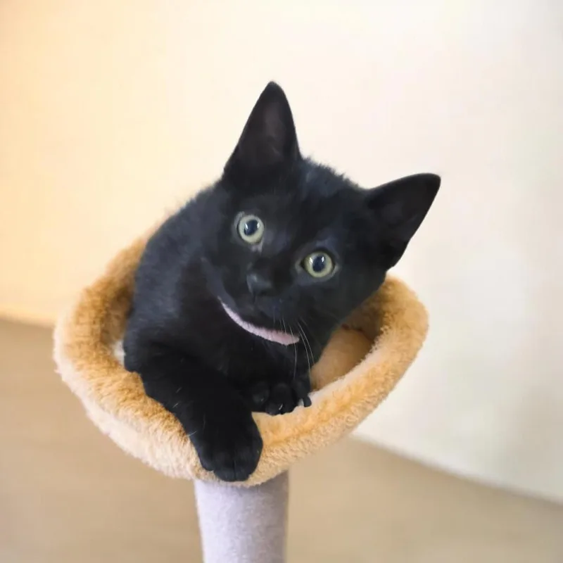 A baby small-sized female Black Domestic Short Hair cat named Harley Quinn for adoption in South Elgin, IL