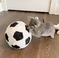 Pele