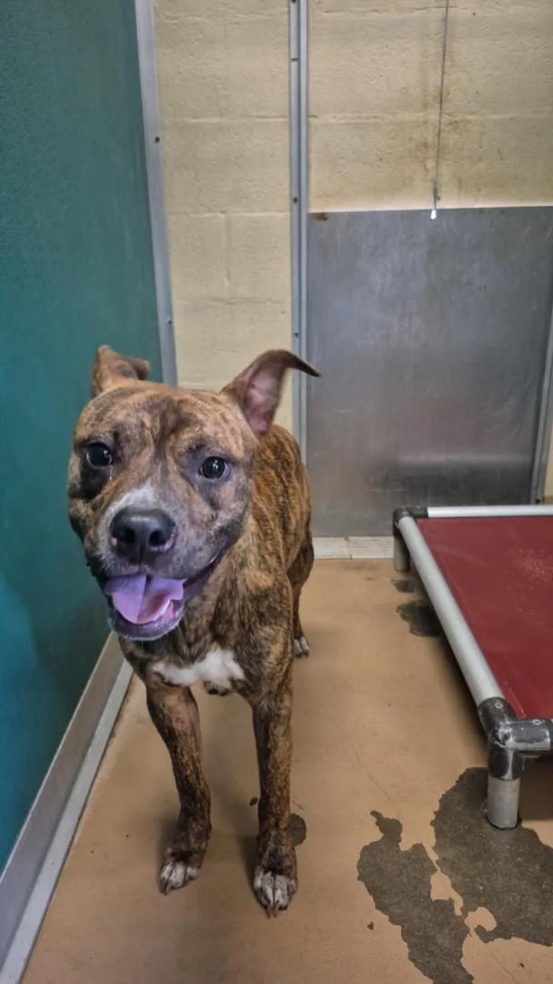 A young medium-sized male Pit Bull Terrier dog named Baby for adoption in Texas City, TX