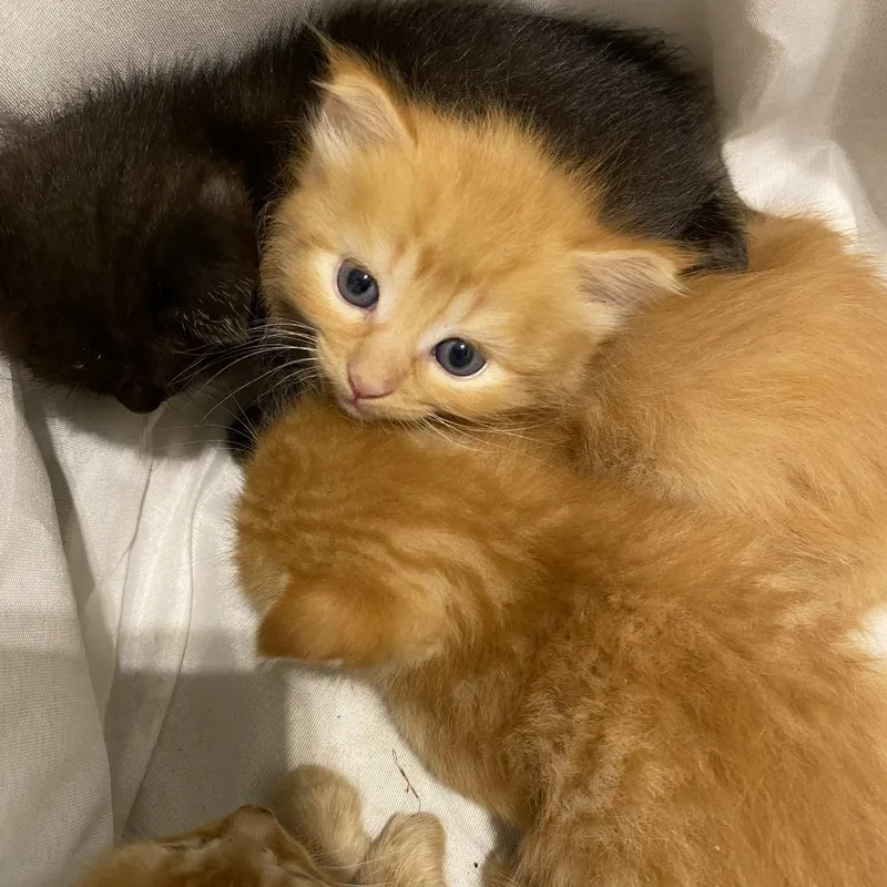 A baby small-sized female Orange / Red Domestic Short Hair cat named Hermione for adoption in Lynchburg, VA
