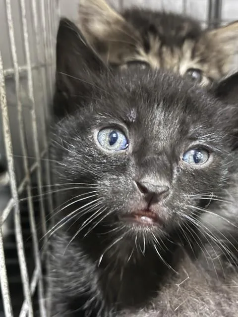 A baby small-sized male Domestic Short Hair cat named Baked Bean for adoption in Fort Myers, FL