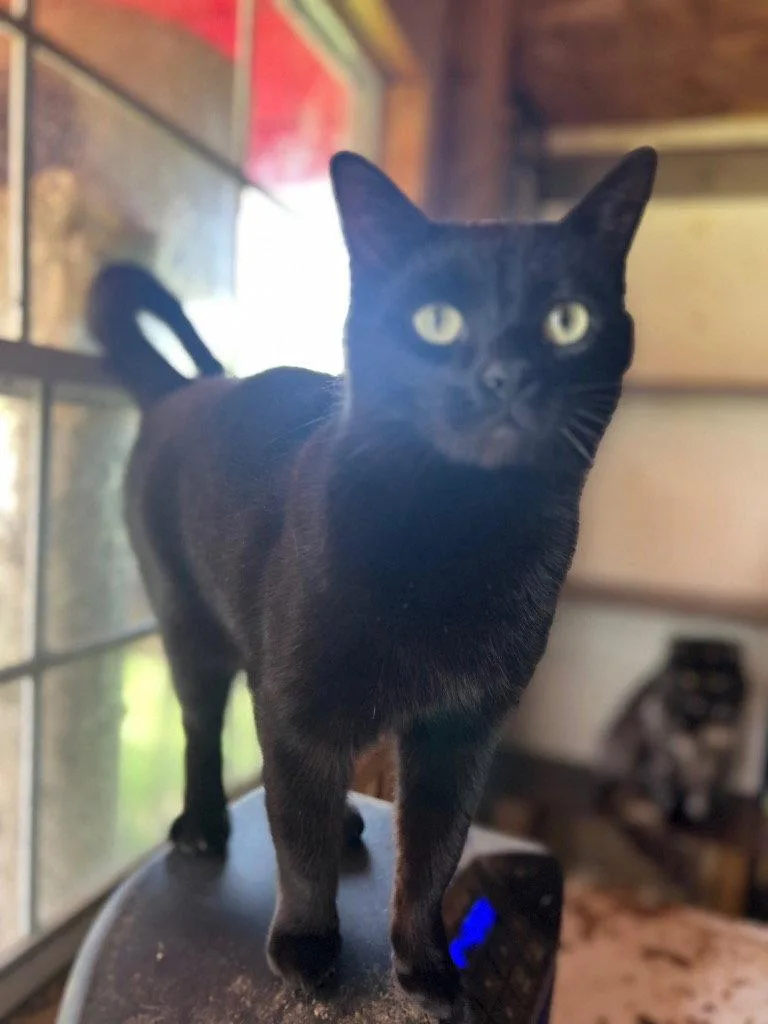 An adult medium-sized male Black Domestic Short Hair cat named Heath for adoption in Cromwell, KY