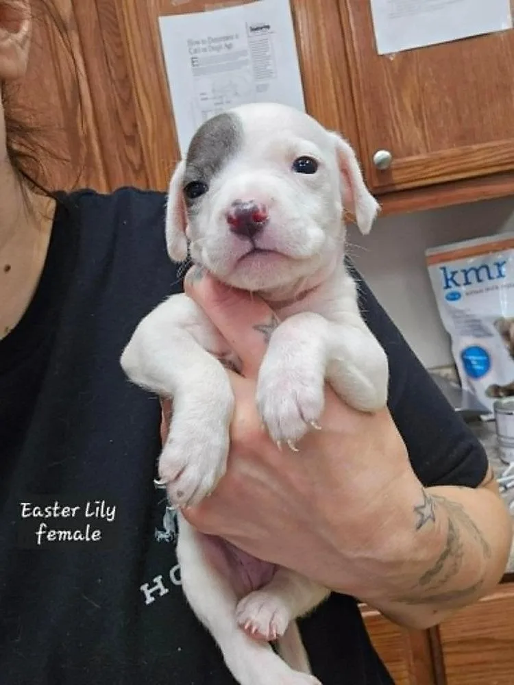 A baby medium-sized female Pit Bull Terrier dog named Easter Lilyfemale for adoption in Wenonah, NJ