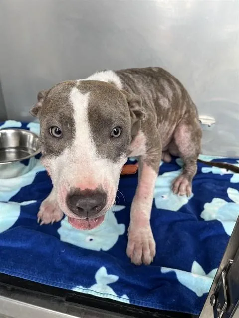 A young medium-sized male Pit Bull Terrier dog named Lord Beaumont for adoption in Fort Myers, FL