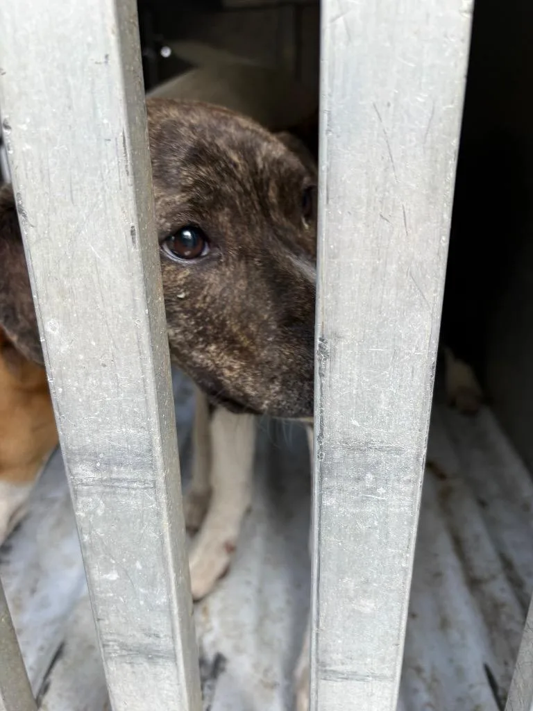 A baby medium-sized female Mixed Breed dog named Princess Leah for adoption in Effingham, SC
