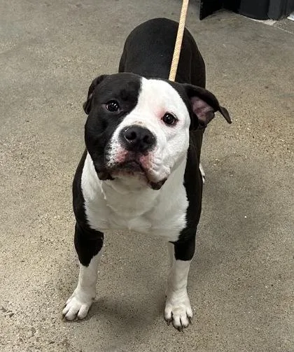 A young medium-sized male Black Pit Bull Terrier dog named Denver for adoption in Cleveland, OH
