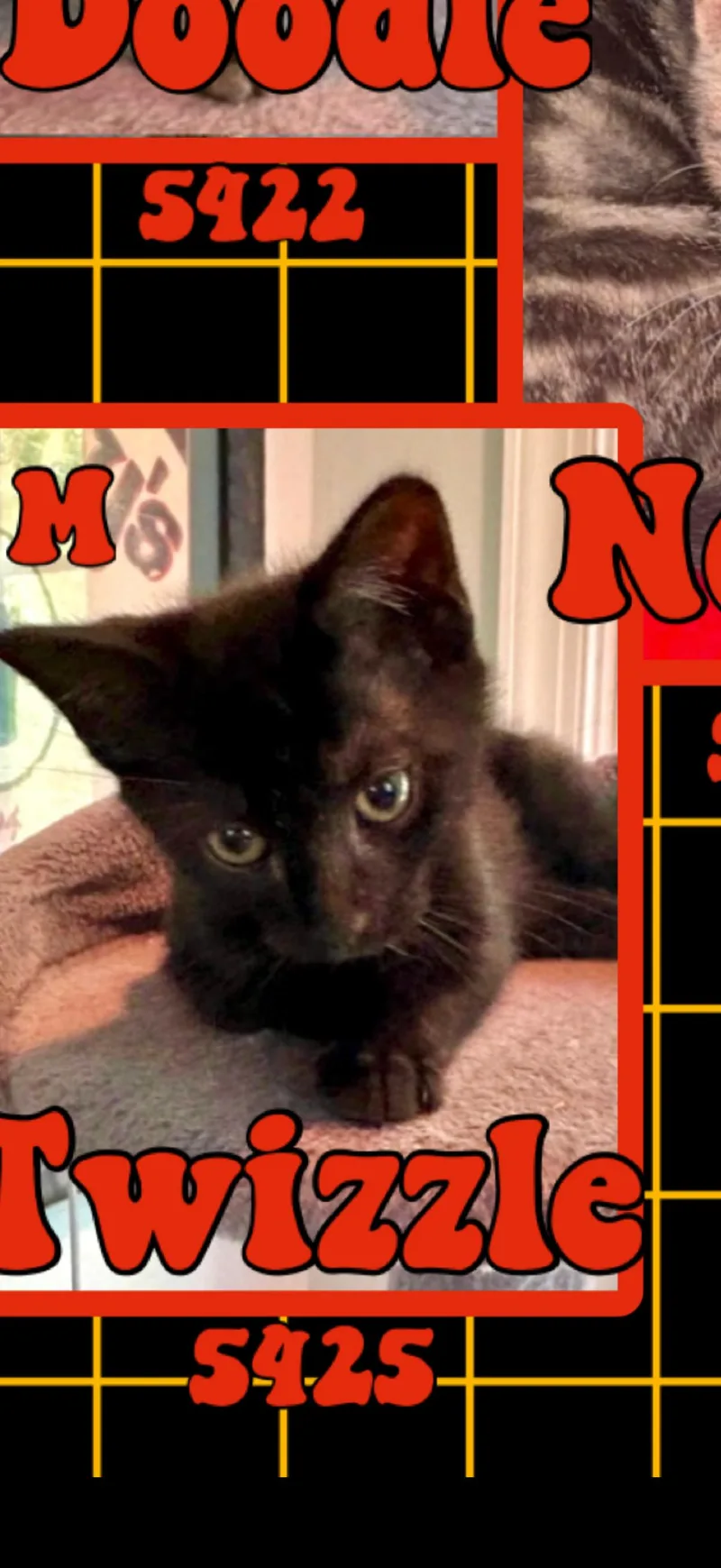 A young medium-sized male Black American Shorthair cat named Twizzle for adoption in Marvin, NC