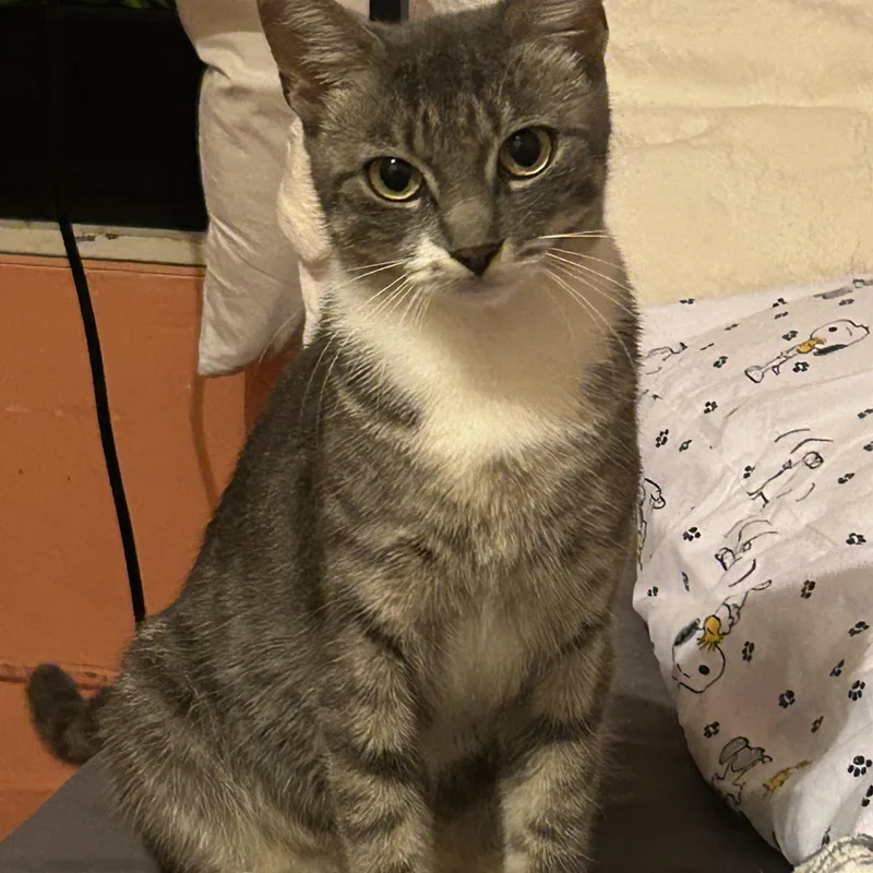 A baby small-sized female Tabby (Gray / Blue / Silver) American Shorthair cat named Emerald for adoption in bronx, NY